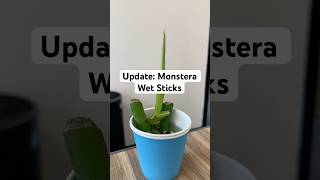 monstera monsteraplant propagation hydroponics houseplants plants wetstick indoorplants [upl. by Lihkin]