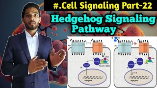 Hedgehog Signaling Pathway  BSc first year Zoology 1st Sem  CSIR NET Life Sciences in Hindi [upl. by Gelasius346]