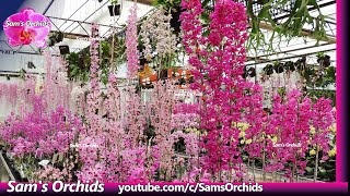 Amazing Dendrobium orchids in a greenhouse of an orchid nursery [upl. by Rossen]