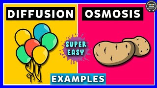 Diffusion and Osmosis [upl. by Bartholemy]