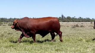 Lot 41 Canowindra Xerox X30 PP [upl. by Oech]