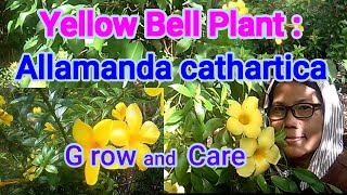 Yellow Bell PlantAllamanda cathartica growing and caring [upl. by Jojo]