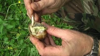 Živočišná stravašneciFood in naturesnail [upl. by Wallford]