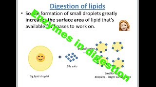 Enzymes in digestion [upl. by Alios]