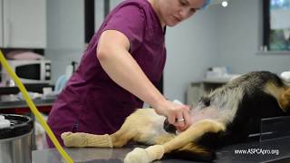 SpayNeuter Patient Care Patient Prep  Canine [upl. by Rheingold521]