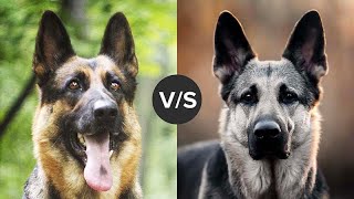 East European Shepherd vs German Shepherd A Detailed Breed Showdown [upl. by O'Conner]