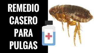 🛑Remedios CASEROS para las Pulgas ⏭ Descubre 1 Fórmula AntiPulgas NATURAL✅ [upl. by Guyon]