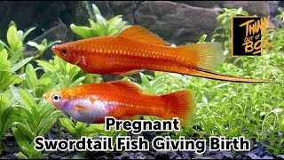 Africa Pregnant Swordtail Fish Giving Birth 8k [upl. by Ellerihs]