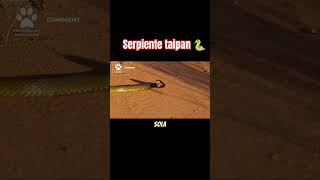 La Serpiente Taipan 🐍 [upl. by Nishi]