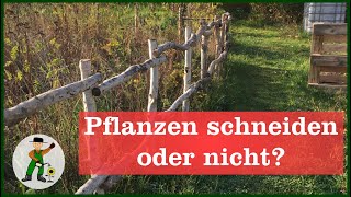 Pflanzen im Herbst schneiden oder nicht [upl. by Knowle]