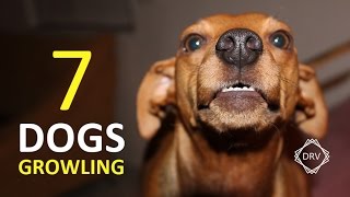 DOGS GROWLING Sound Effect  7 Sounds to Annoy Dogs HD [upl. by Orazio817]