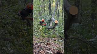 ❗❗❗ lumberjack chainsaw chainsaws asmr lumberjacking wood husqvarna logging [upl. by Cecilio]