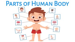 Parts of body  Parts of body name in english  Human body parts with pictures [upl. by Rimidalb723]