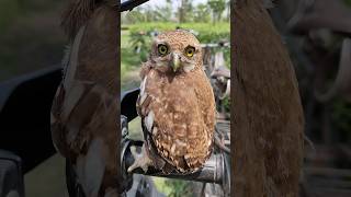 🦉 Up Close with the Javan Owlet 🦉✨ owl wink [upl. by Doris]