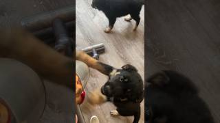 German Shepherd Puppies vs Vacuum puppy germanshepherdpuppy germanshepherd [upl. by Nevins]