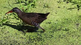 Virginia Rail at Cowles bog Dunes National park [upl. by Airitak503]