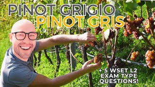 Pinot Grigio aka Pinot Gris Everything You Need to Know—WSET L2 in Wines WSET examtype questions [upl. by Marrissa221]