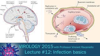 Virology 2015 Lecture 12 Infection basics [upl. by Nedrud759]