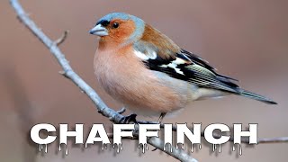 Eurasian chaffinch song [upl. by Barnum]