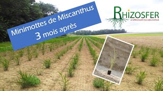 Plantation de Miscanthus en Mottes à 3 mois [upl. by Eux]