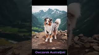 Owczarek Australijski [upl. by Amjan845]