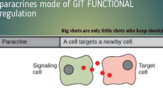 Paracrine mode of GIT regulation [upl. by Lozar]