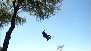 Baby baboons falling off a tree [upl. by Erdnad]