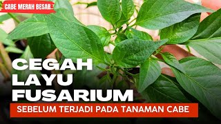 CEGAH LAYU FUSARIUM SEBELUM TERJADI PADA TANAMAN CABE [upl. by Dani]