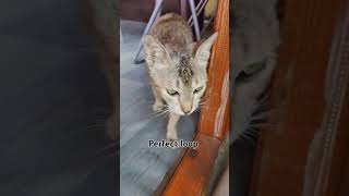 Cat food search 🔍🔍catvideos alsicat [upl. by Airak]