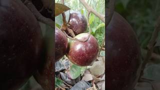 Caimito Purple VS Caimito Green Star Apple Fruit Caribbean Central America exoticfruit exotica [upl. by Lingwood]