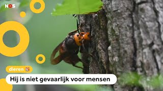 Gigawesp wordt steeds vaker gespot in Nederland [upl. by Nwadal]