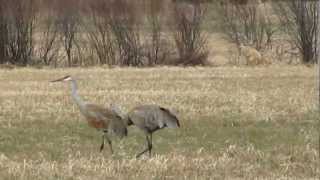 Sandhill Crane dance in Ontario [upl. by Enrique]