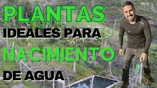 💦Qué PLANTAS se pueden SEMBRAR en un nacimiento de AGUA 💦 [upl. by Edva24]