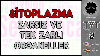 15 Sitoplazma 1 Zarsız ve Tek Zarlı Organeller [upl. by Anamuj]