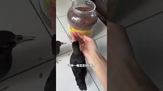 Starling bird lovers Starling feed Double 11 presale Bird food Bird raising experience sharing [upl. by Mccartan]