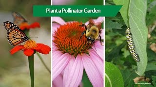 How to Plant a Pollinator Garden [upl. by Wagstaff]