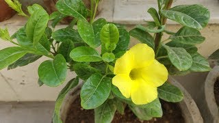 How To Grow amp Care Allamanda Plant  Golden Trumpet in Pots  Allamanda Plant Care [upl. by Dnob]