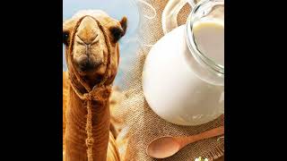 Potential of Camel Milk [upl. by Ztnaj734]