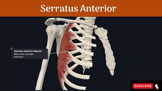 Serratus Anterior Muscle  Origin  Insertion  Nerve Supply  Action  Winging of Scapula [upl. by Jody]