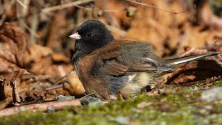 Darkeyed Junco in the Sun [upl. by Llenyar]