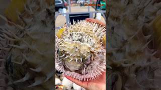 🐡 Fugu Pufferfish Fillet  Poisonous Blowfish  Toxic cleaning pufferfish blowfish fugu short [upl. by Notniw640]