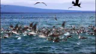 Galapagos Islands Isabela Booby Diving Spectacle [upl. by Aicilla]