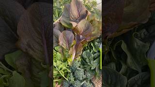 Spring Harvest👩🏻‍🌾 organicvegetables homegrown springgarden zone8b janirajay [upl. by Ahsima719]