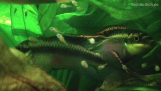 HD My new Purple Cichlid fry  Purpurprachtbarsche 33 [upl. by Allevon]