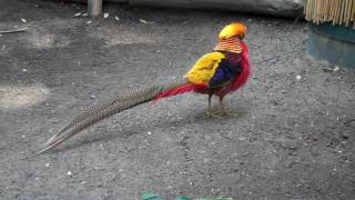 Golden Pheasant Goldfasan Chrysolophus pictus [upl. by Aicsila154]