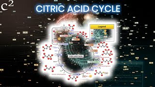 Citric acid cycle and Arsenic poisoning  Did you know [upl. by Ezalb764]