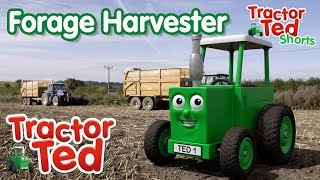 The Forage Harvester 🚜  Tractor Ted Big Machines  Tractor Ted Official Channel bigmachines [upl. by Areik]