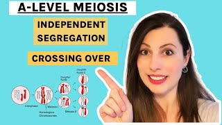 MEIOSIS ALevel Biology  How CROSSING OVER and INDEPENDENT SEGREGATION introduce genetic variation [upl. by Asseral]