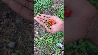 Making Bird’s Eye Chilli Pepper Tea Off Grid shortsfeed pepper offgrid tea [upl. by Eladnek]