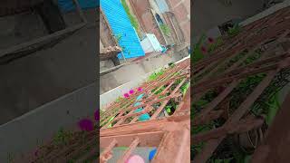 my garden plants 😍🥰 [upl. by Jermain]